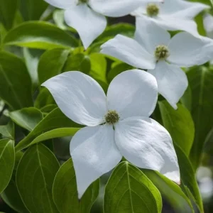 Kousa Japanese Dogwood Tree - Live Plant Seedling - 6-12