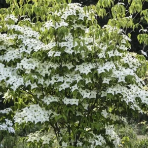 Kousa Japanese Dogwood Tree - Live Plant Seedling - 6-12