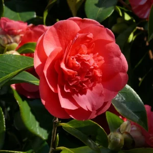 Kramer's Supreme Camellia Live Plant - 4 inch Pot, Fragrant Red Peony Flowers - Image 2