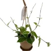 Krimson Queen Hoya Live Plant - Hoya Carnosa - 4.5" Hanging Basket - Indoor - Image 1
