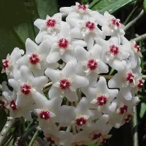 Krimson Queen Hoya Live Plant - Hoya Carnosa - 4.5