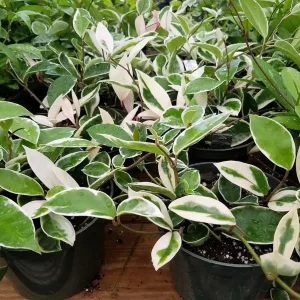 Krimson Queen Hoya Live Plant - Hoya Carnosa - 4.5