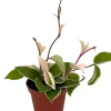 Krimson Queen Hoya Wax Plant - Live Plant - 4 inch Pot - Indoor Houseplant - Image 1