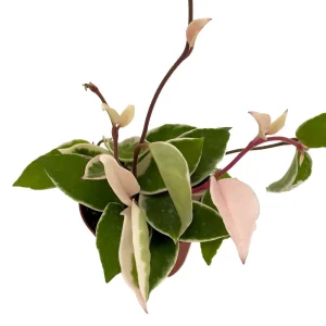 Krimson Queen Hoya Wax Plant - Live Plant - 4 inch Pot - Indoor Houseplant - Image 2