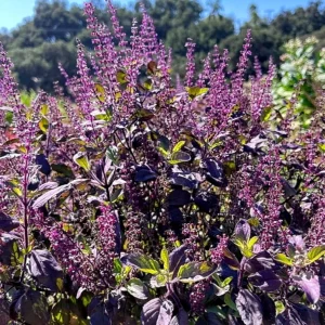 Krishna Tulasi Live Plant – Organic Holy Basil – Half Gallon Pot - Image 2