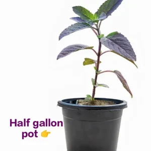 Krishna Tulasi Live Plant – Organic Holy Basil – Half Gallon Pot - Image 3