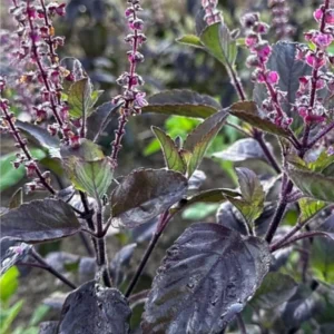 Krishna Tulasi Live Plant – Organic Holy Basil – Half Gallon Pot - Image 1