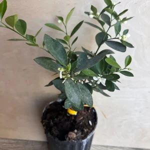 Kumquat Live Plant - Meiwa & Nagami Hybrid, 1/2 Gallon Pot, Year-Round Fruit - Image 10