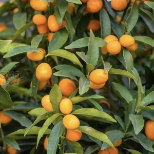 Kumquat Live Plant - Meiwa & Nagami Hybrid, 1/2 Gallon Pot, Year-Round Fruit - Image 1