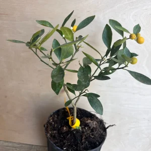 Kumquat Live Plant - Meiwa & Nagami Hybrid, 1/2 Gallon Pot, Year-Round Fruit - Image 7