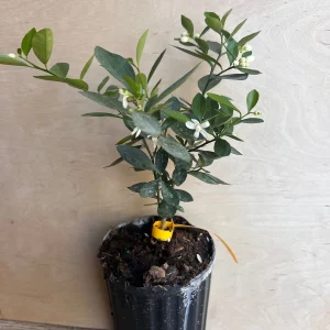 Kumquat Live Plant - Meiwa & Nagami Hybrid, 1/2 Gallon Pot, Year-Round Fruit - Image 9
