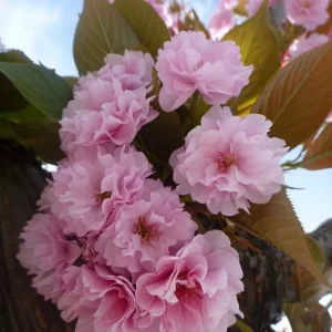 Kwanzan Cherry Flowering Tree Bare-root - Stunning Pink Spring Blooms - Image 1