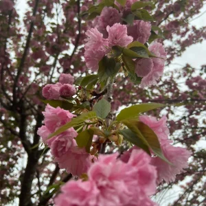 Kwanzan Cherry Tree Live Plant – 2.5'' Pot – 6-14