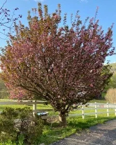Kwanzan Cherry Tree Live Plant – 2.5'' Pot – 6-14