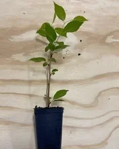 Kwanzan Cherry Tree Live Plant – 2.5'' Pot – 6-14