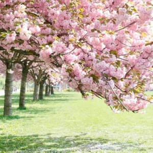 Kwanzan Cherry Tree Live Plant – Double Pink Blooms – 2.5