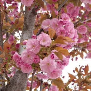 Kwanzan Cherry Tree Live Plant – Double Pink Blooms – 2.5