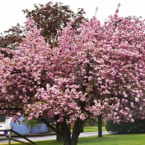 Kwanzan Cherry Tree Live Plant – Double Pink Blooms – 2.5