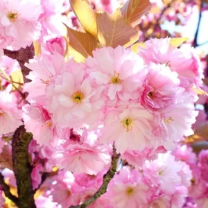 Kwanzan Cherry Tree Live Plant – Double Pink Blooms – 2.5