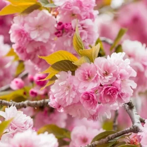 Kwanzan Cherry Tree Live Plant – Double Pink Blooms – 2.5