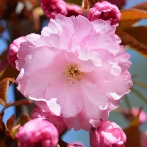 Kwanzan Cherry Tree Live Plant – Double Pink Blooms – 2.5