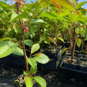 Kwanzan Cherry Tree Live Plant – Double Pink Blooms – 2.5