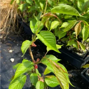 Kwanzan Cherry Tree Live Plant – Double Pink Blooms – 2.5