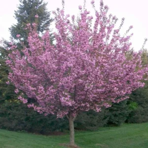 Kwanzan Cherry Tree Live Plant – Double Pink Blooms – 2.5
