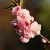 Kwanzan Flowering Cherry Tree - Prunus serrulata 'Kwanzan' - Live Plant 6-12 Inches Tall - Outdoor Shrub - Image 1