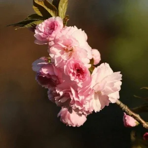 Kwanzan Flowering Cherry Tree - Prunus serrulata 'Kwanzan' - Live Plant 6-12 Inches Tall - Outdoor Shrub - Image 2