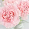 La France Carnation Flower Seeds - Pink Dianthus, Non-GMO, 30+ Seeds, Indoor/Outdoor - Image 1