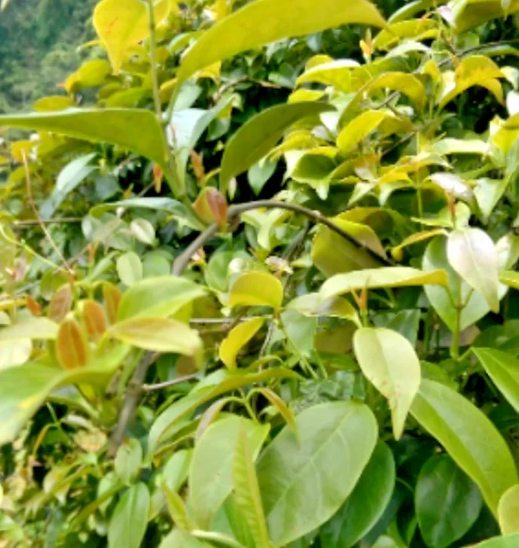 La Giang Sour Creeper Seeds - Edible Climbing Plant Seed Pack - Image 1