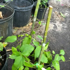 La Giang Sour Creeper Seeds - Edible Vietnamese Herb, Perennial, Climbing Habit - Image 4