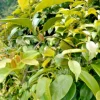 La Giang Sour Creeper Seeds - Edible Vietnamese Herb, Perennial, Climbing Habit - Image 1