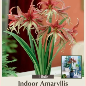 La Paz Amaryllis Bulb - Exotic Cybister - 26/+cm Bulb - Image 1