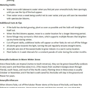 La Paz Amaryllis Bulb - Exotic Cybister - 26/+cm Bulb - Image 4