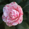 La Peppermint Camellia Live Plant - 4 inch Pot, Evergreen Flowering Shrub, White & Red Blooms - Image 1