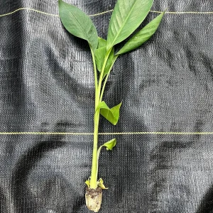 Lacatan Banana Plant - Musa Hybrid Live Fruit Tree, 7-12 inches tall, Zones 8-11 - Image 1