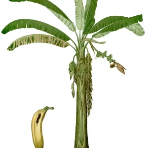 Lacatan Banana Plant - Musa Hybrid Live Fruit Tree, 7-12 inches tall, Zones 8-11 - Image 5