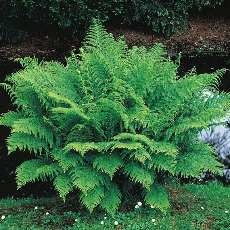 Lady Fern Bare Root Plant - Athyrium filix-femina - Shade & Wet Soils - Image 2