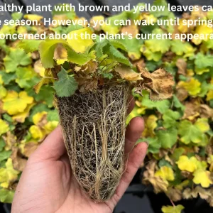 Lady's Mantle Live Plant – Alchemilla Thriller Perennial – 1 inch or 2.25 inch pot – Outdoor - Image 2