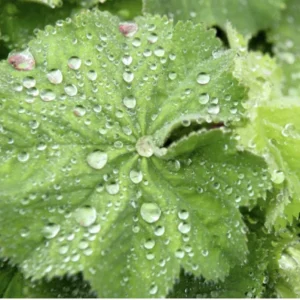 Lady's Mantle Live Plant – Alchemilla Thriller Perennial – 1 inch or 2.25 inch pot – Outdoor - Image 5