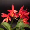 Laeliocattleya Rojo Orchid Live Plant - Red Flower Houseplant, Blooming Size, 4 inch Pot - Image 1