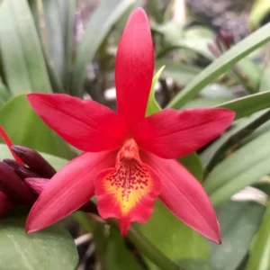 Laeliocattleya Rojo Orchid Live Plant - Red Flower Houseplant, Blooming Size, 4 inch Pot - Image 2