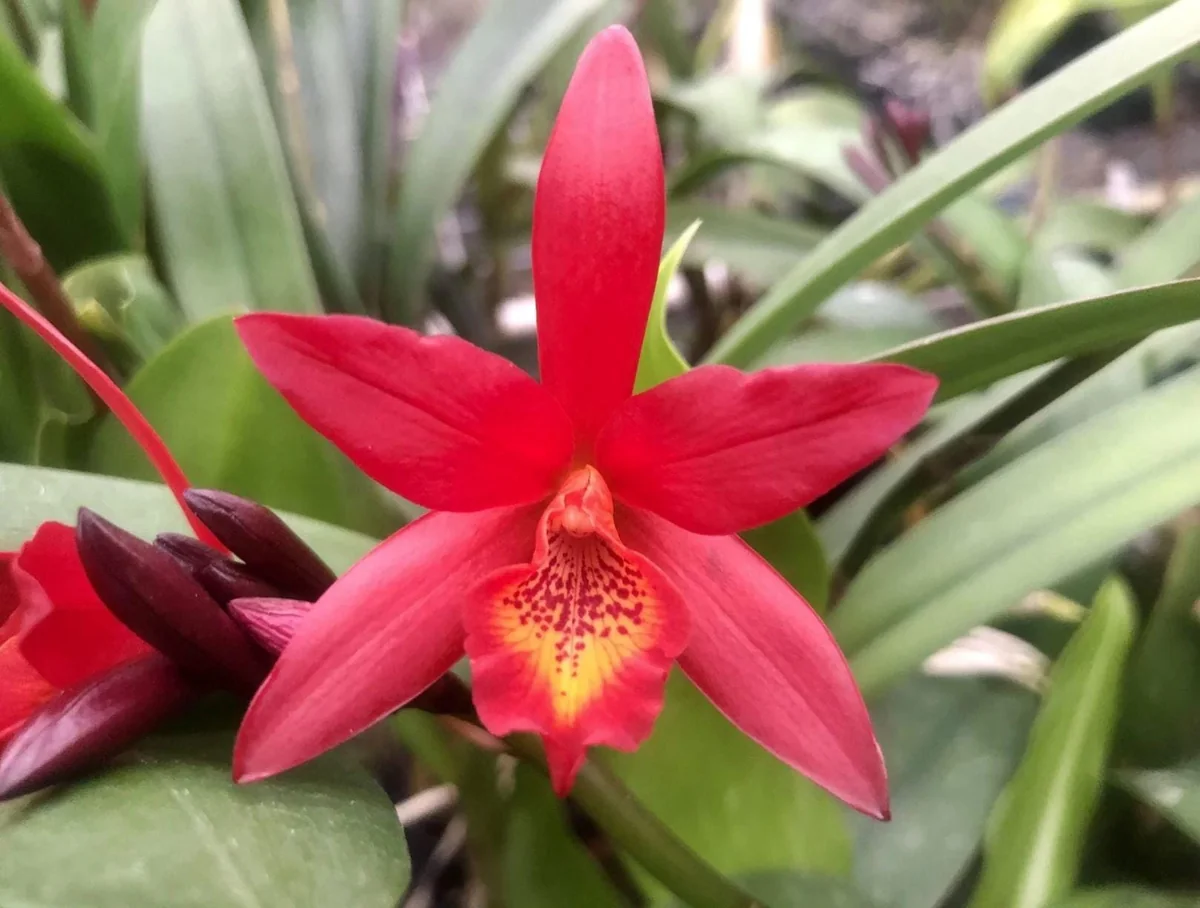 Laeliocattleya Rojo Orchid Live Plant - Red Flower Houseplant, Blooming Size, 4 inch Pot - Image 2
