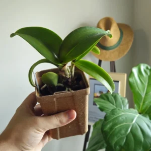 Laeliocattleya Rojo Orchid Live Plant - Red Flower Houseplant, Blooming Size, 4 inch Pot - Image 3