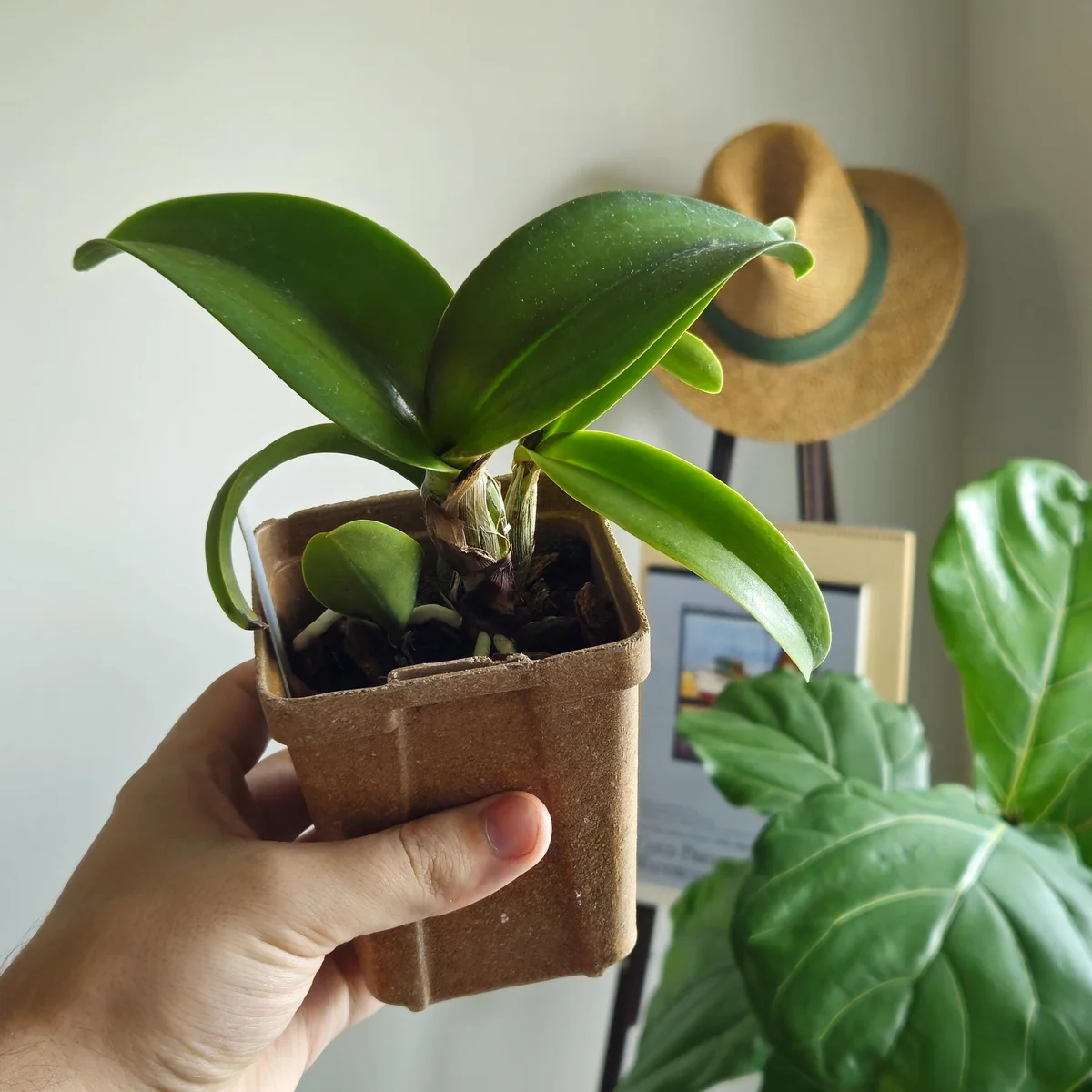 Laeliocattleya Rojo Orchid Live Plant - Red Flower Houseplant, Blooming Size, 4 inch Pot - Image 3