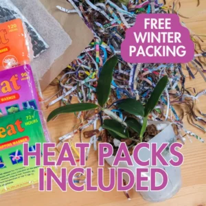 Laeliocattleya Rojo Orchid Live Plant - Red Flower Houseplant, Blooming Size, 4 inch Pot - Image 4