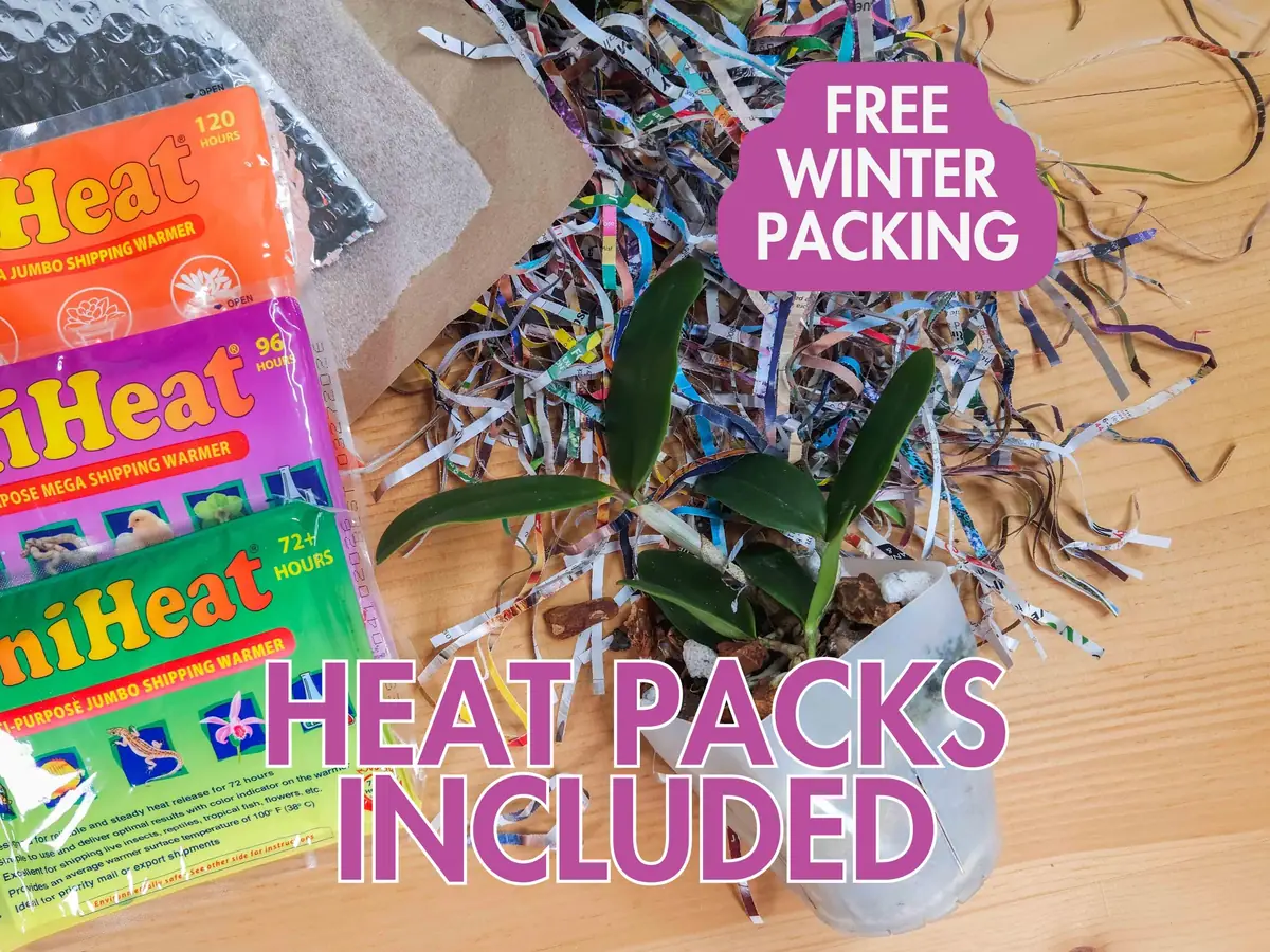 Laeliocattleya Rojo Orchid Live Plant - Red Flower Houseplant, Blooming Size, 4 inch Pot - Image 4