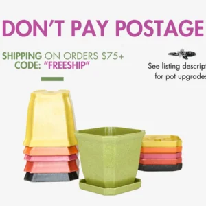 Laeliocattleya Rojo Orchid Live Plant - Red Flower Houseplant, Blooming Size, 4 inch Pot - Image 5